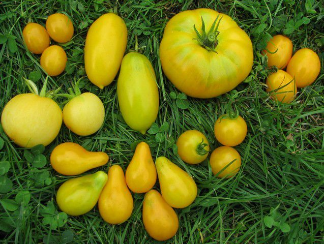 Rumeni (Yellow) paradižniki - foto povečava