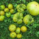 Zeleni (Green when ripe) paradižniki