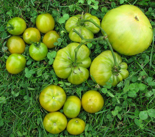 Zeleni (Green when ripe) paradižniki - foto povečava