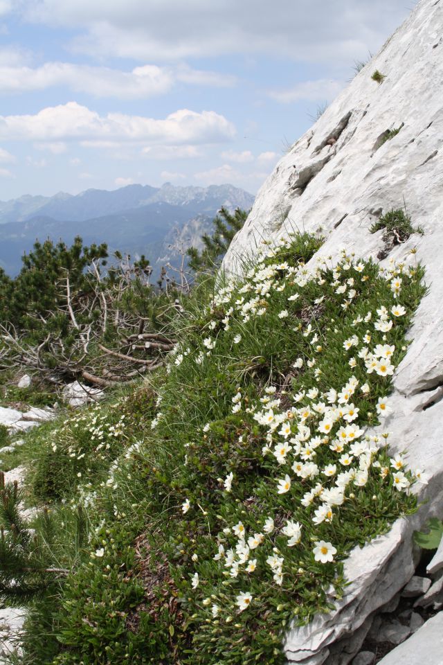 Češka koča-Ledine-Ledinski vrh 14.7.2013 - foto povečava