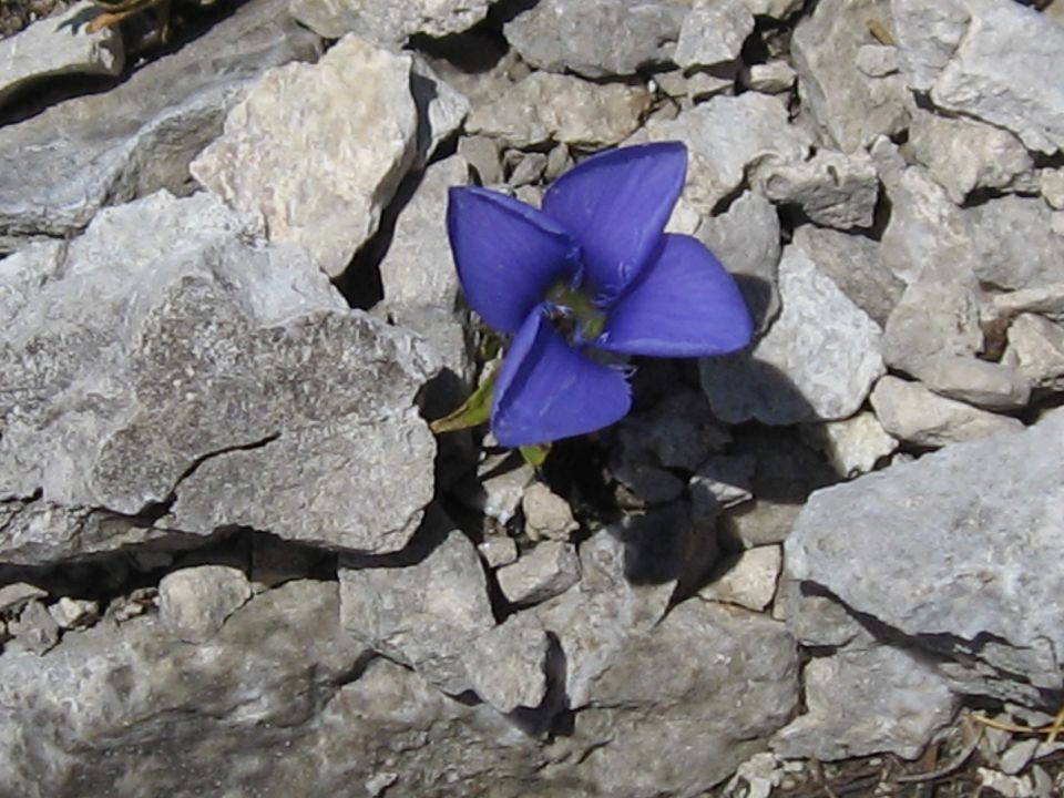 Moje rož'ce - foto povečava