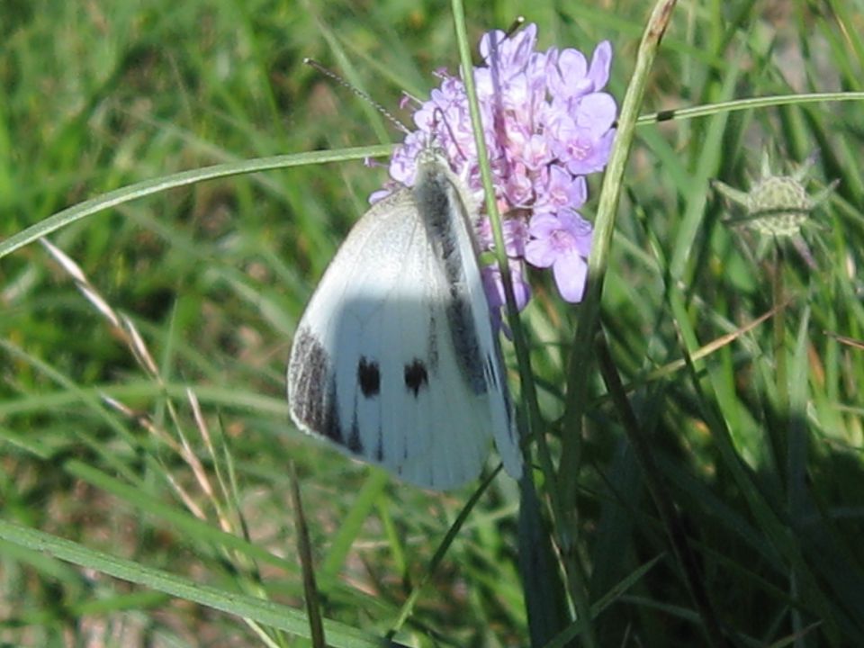 Moje rož'ce - foto povečava