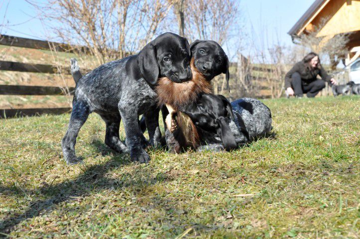 Leglo N - nemški kratkodlaki ptičarji - foto povečava