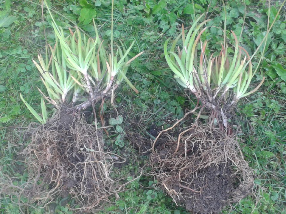 Bulbine frutescen