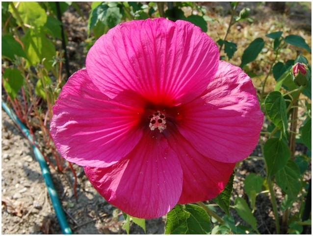 Močvirski hibiskusi - foto