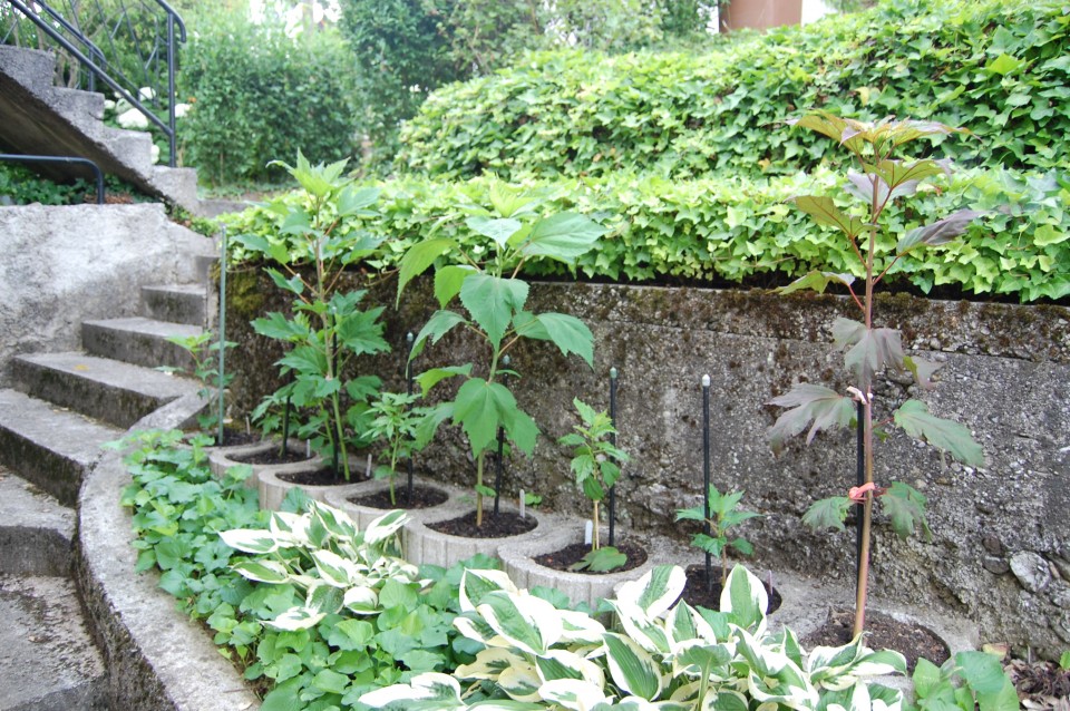 m.hibiskusi v betonskih koritih