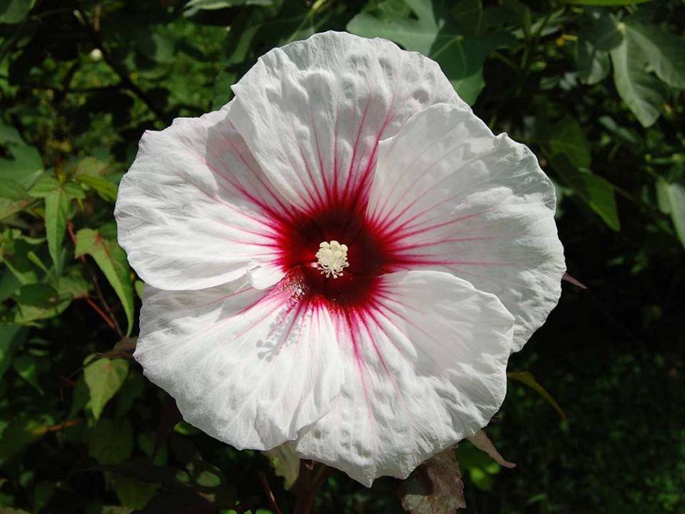 Močvirski hibiskus  - foto povečava