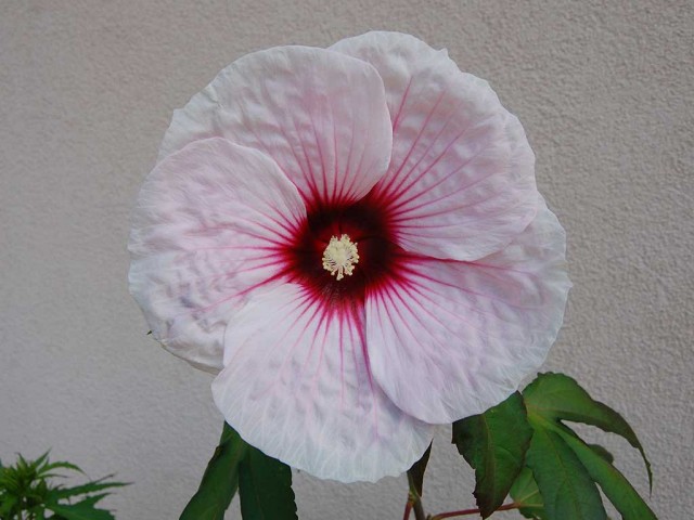 Močvirski hibiskus  - foto