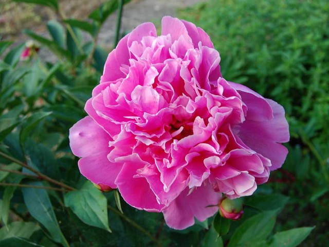 Zelnata potonika 2