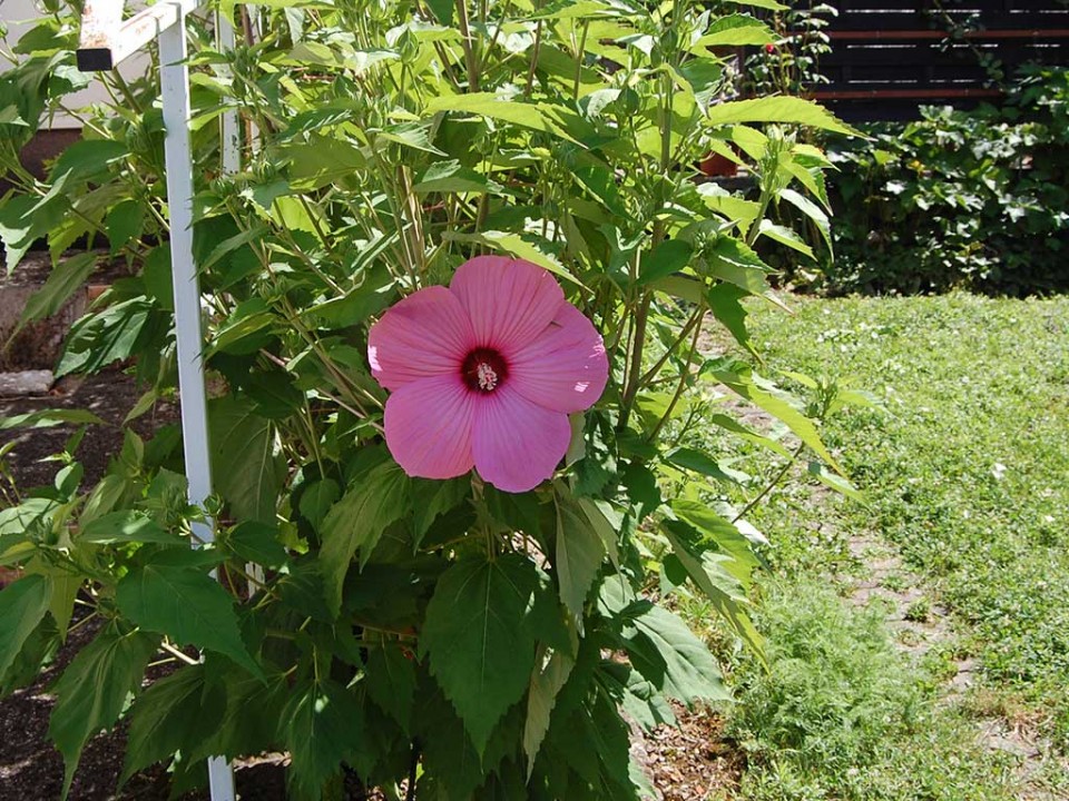 Prvi m.hibiskus 2023 - foto povečava