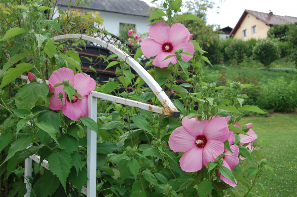 Prvi m.hibiskus 2023 - foto povečava
