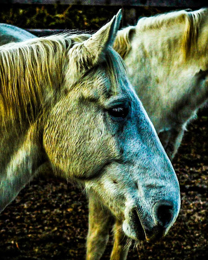 Škoc.zatok 23.1.18 - foto povečava
