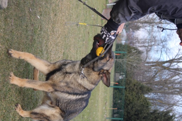 Trening Ptuj  - foto