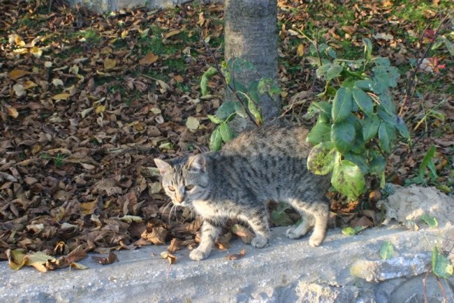 Dobovlje 29.10.06 makro - foto povečava