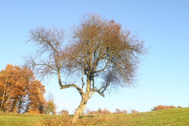 Dobovlje 29.10.06 makro - foto povečava