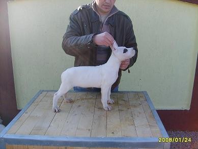 Dogo Argentino 
