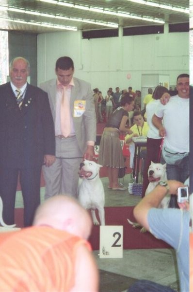 Dogo Argentino 