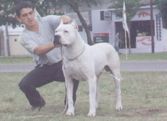 Koby del Indio Blanco