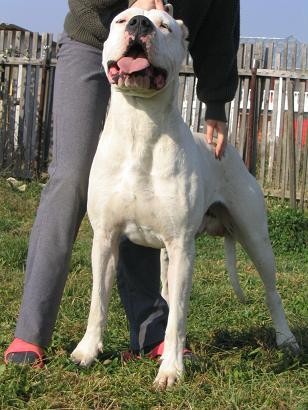 Dogo Argentino 