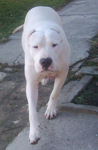 Dogo Argentino 