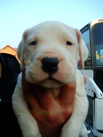 Dogo Argentino 