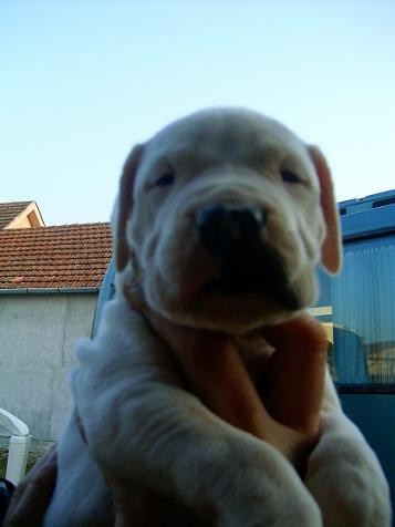 Dogo Argentino 