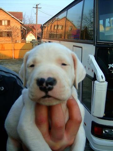 Dogo Argentino 