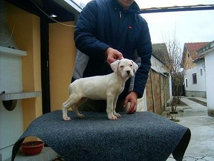 Dogo Argentino 