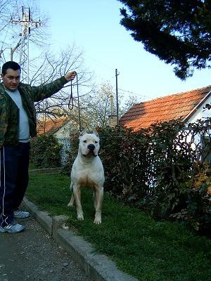 Dogo Argentino 