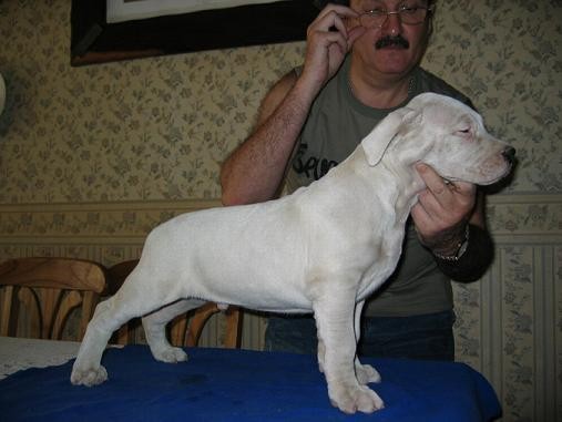 Dogo Argentino 