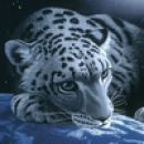 Kt en srebrno-modr jaguarčk...;) sj cute..