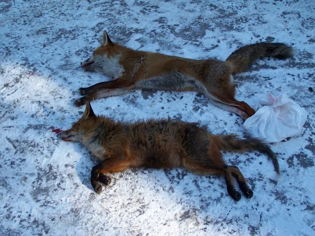 Bazensko lov V Dobravi 05.02.2005, uplenjeni 2 lisici. Spodnja je precej garjava. 
