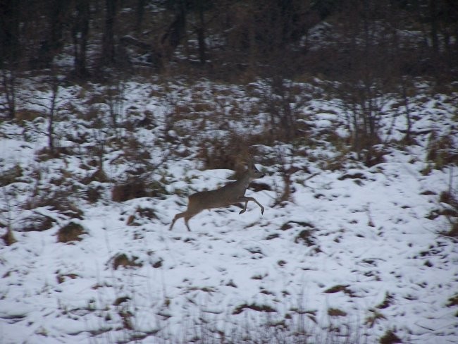 NARAVA, KINOLOGIJA, DIVJAD IN LOV - foto povečava