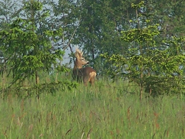 NARAVA, KINOLOGIJA, DIVJAD IN LOV - foto povečava