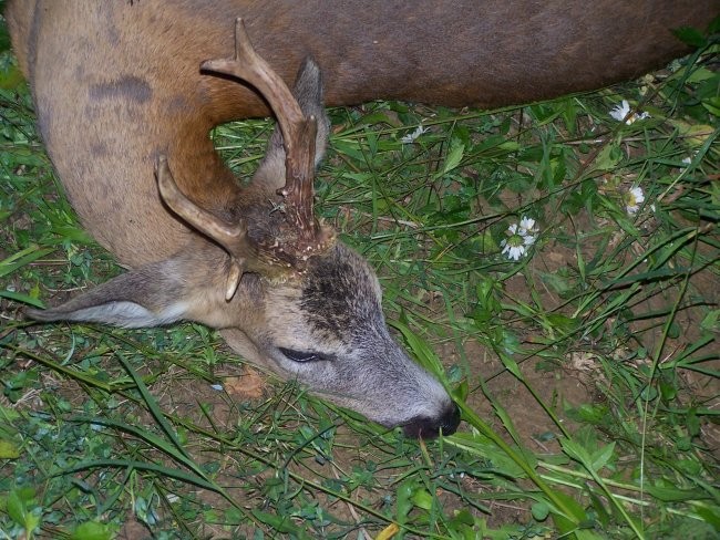 NARAVA, KINOLOGIJA, DIVJAD IN LOV - foto povečava