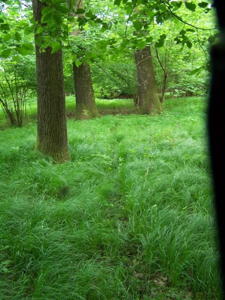 NARAVA, KINOLOGIJA, DIVJAD IN LOV - foto povečava