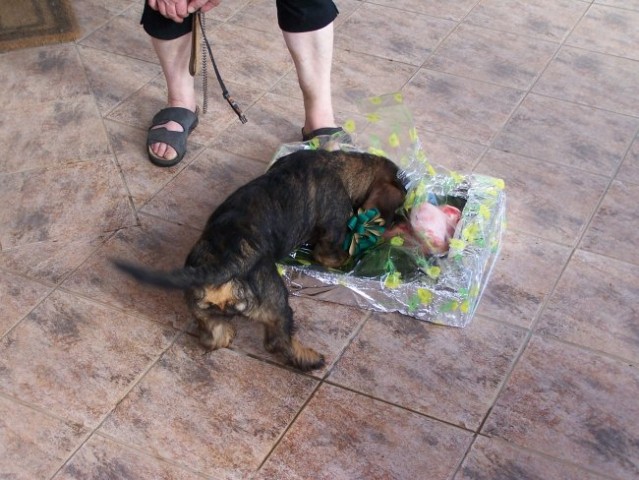 Tudi psi prejemajo darila ob rojstnih dnevih. 