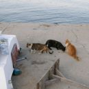 Mačke od porta