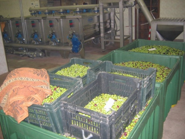 Obiranje oljk pri Ivotu - foto