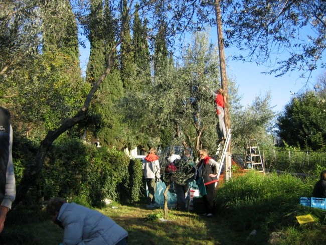 Obiranje oljk pri Ivotu - foto povečava