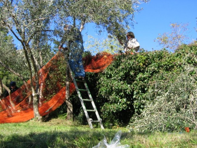 Obiranje oljk pri Ivotu - foto