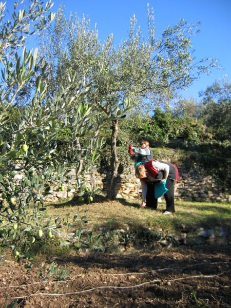 Obiranje oljk pri Ivotu - foto povečava
