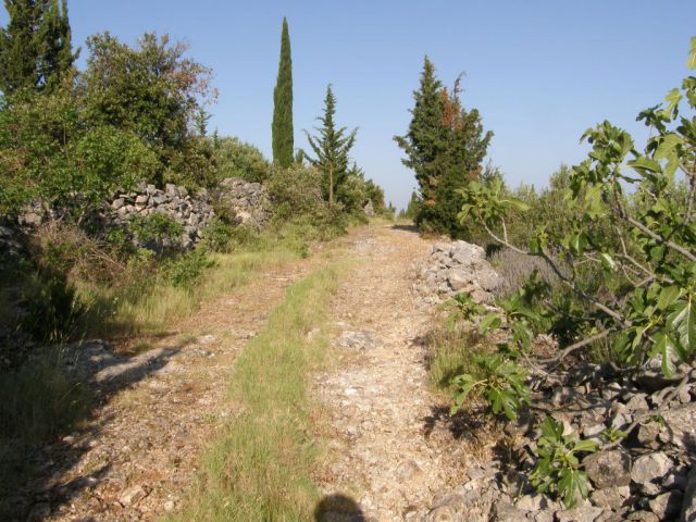 Bogomolje HVAR  junij 10 - foto