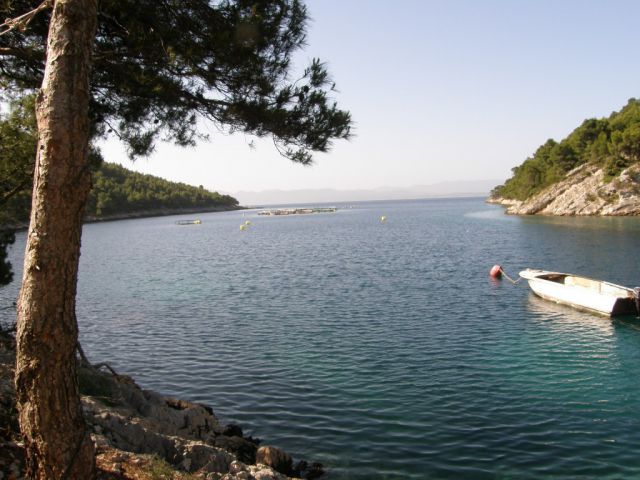 Bogomolje HVAR  junij 10 - foto