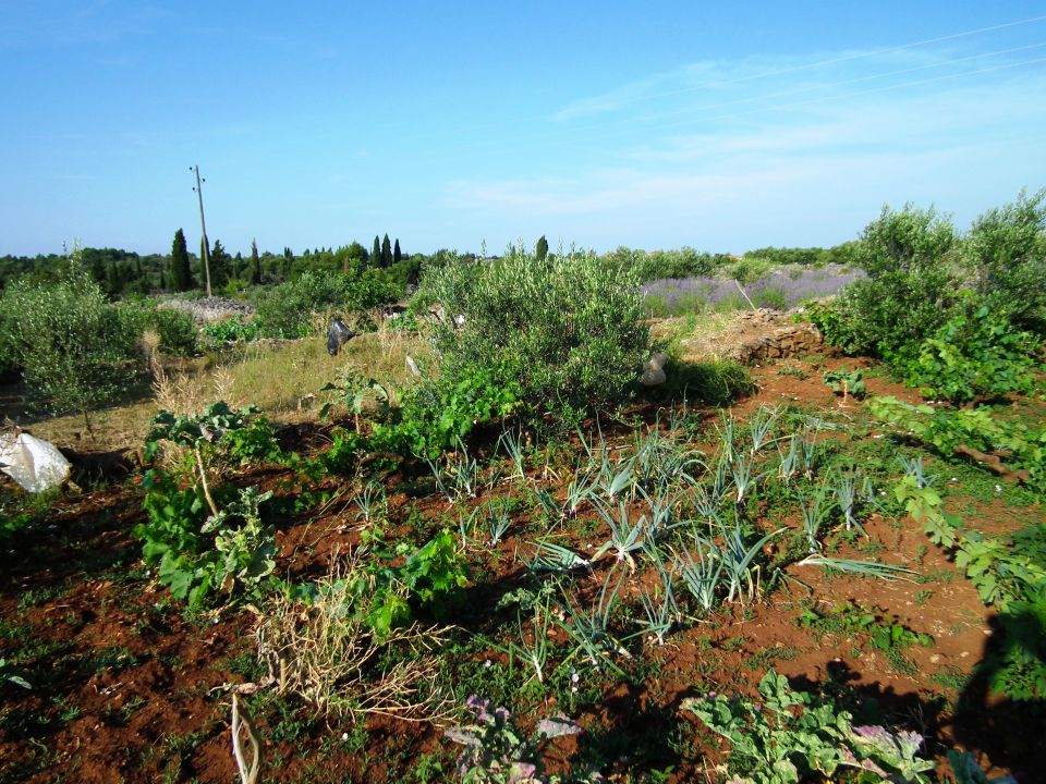  Hvar junij 2011 - foto povečava