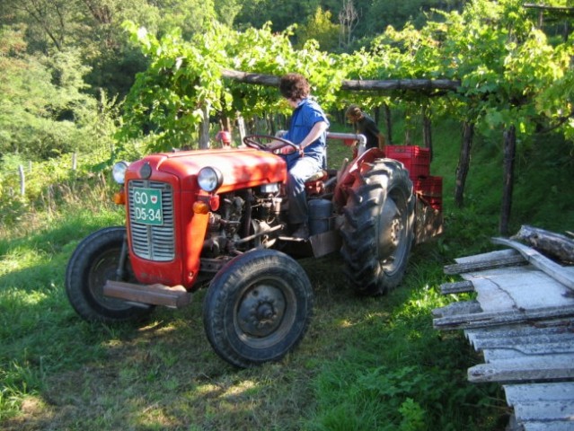 TRGATEV PRI ERVINU - foto