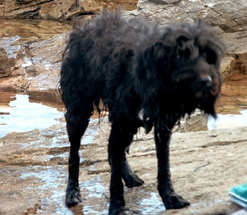 Morski psi - foto povečava