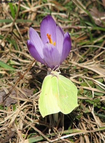 Narava - foto povečava