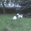 Skye &v Oli