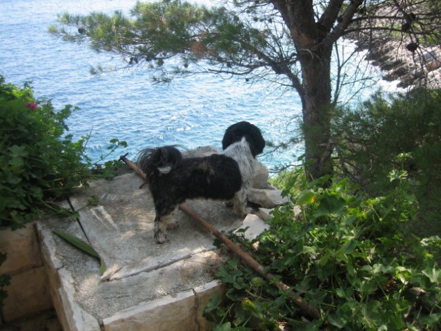 Korčula 2008 - foto